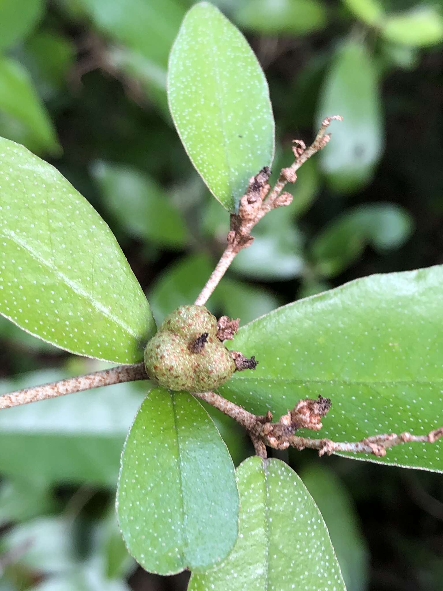 Imagem de Croton cascarilloides Raeusch.