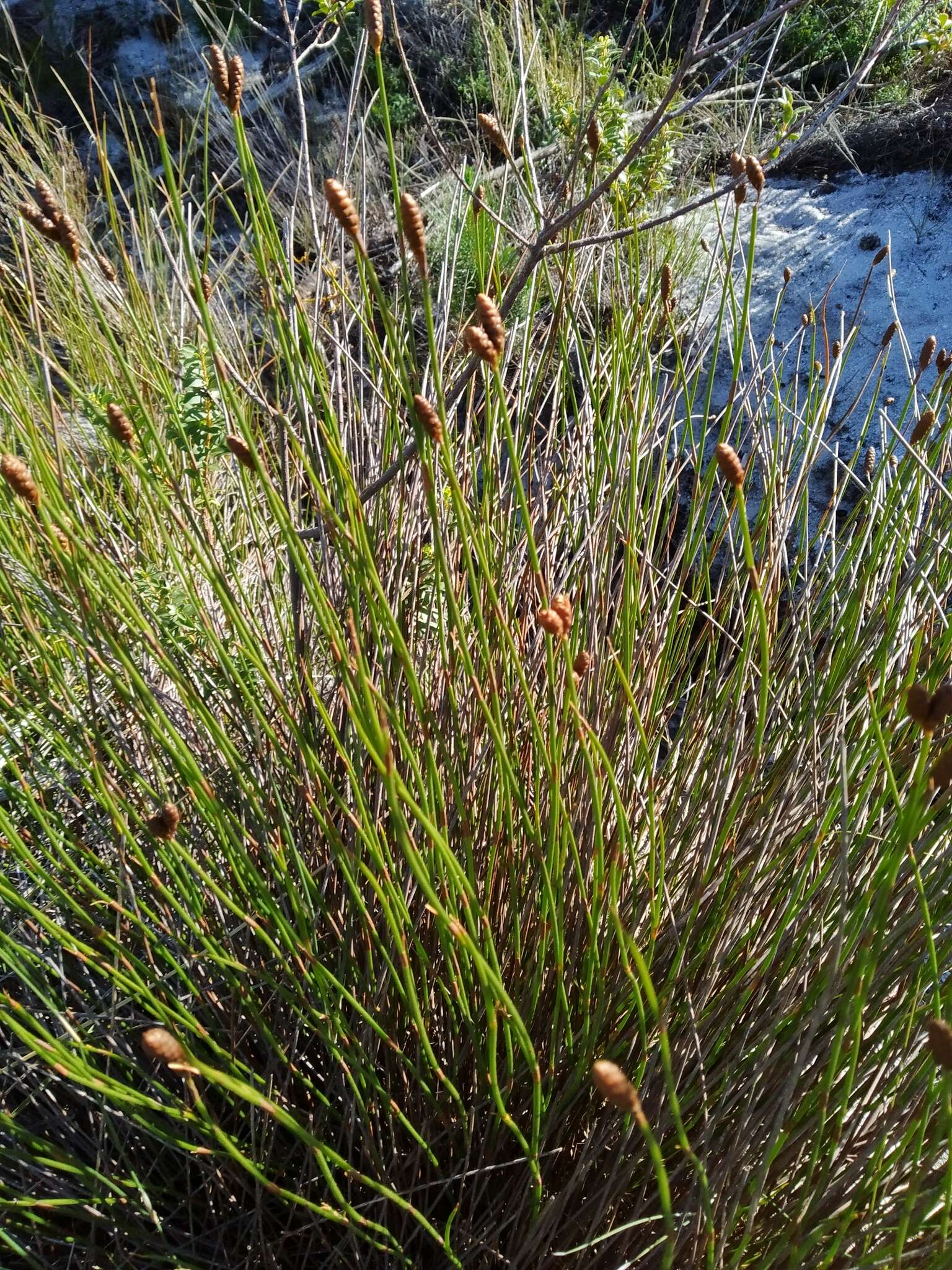 Nevillea obtusissimus (Steud.) H. P. Linder的圖片