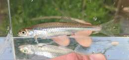 Image of Silver Shiner