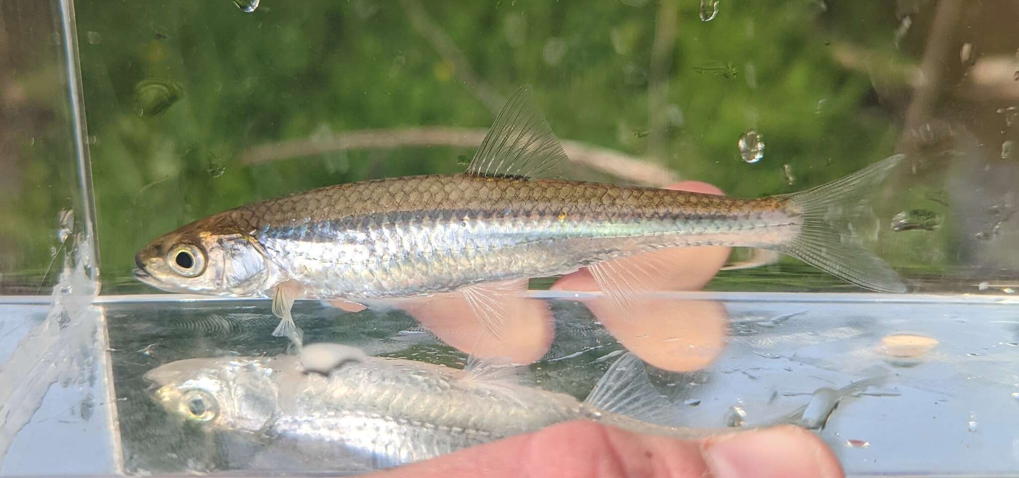 Image of Silver Shiner