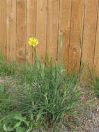 Image of yellow salsify