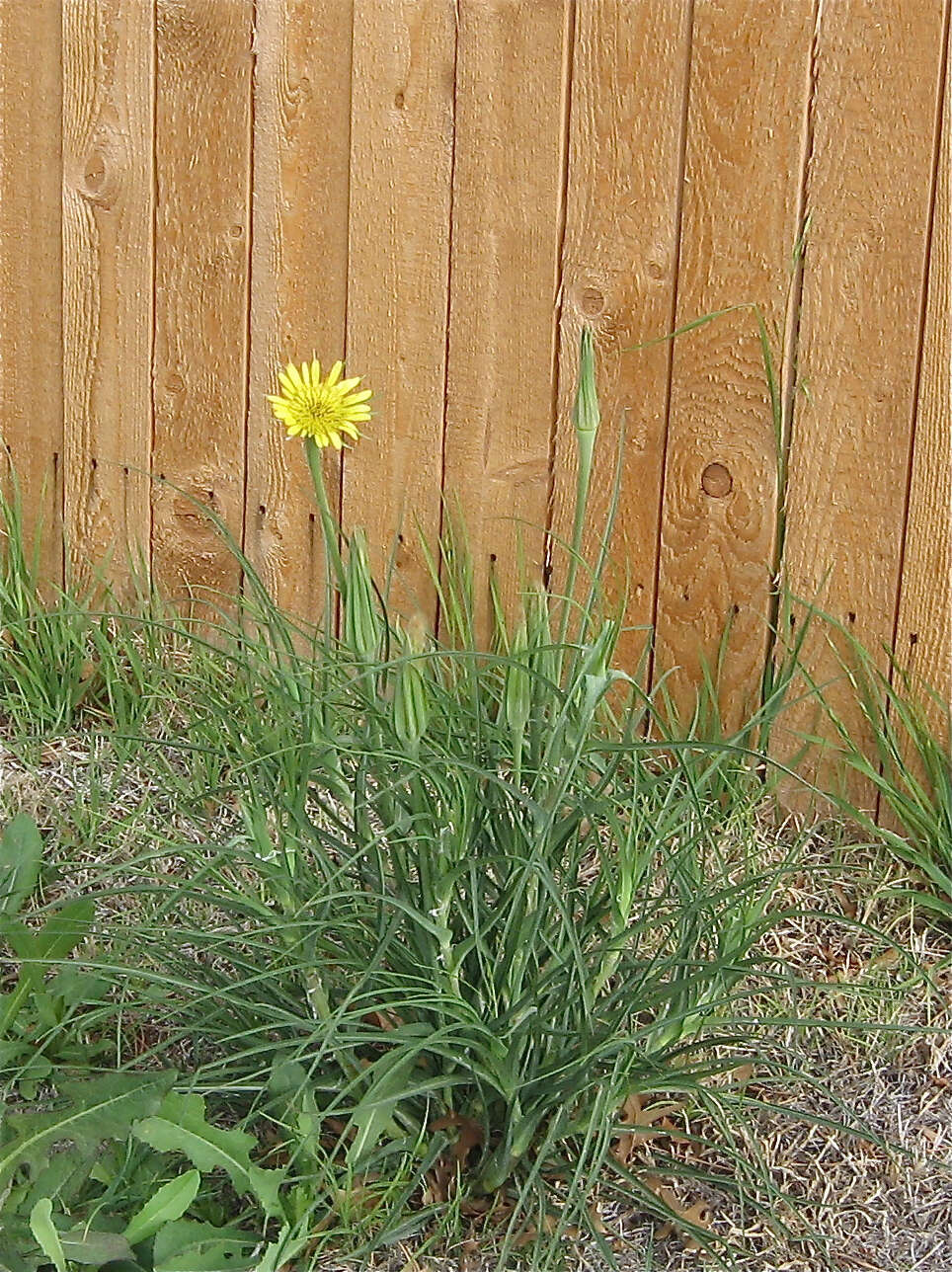 Image of yellow salsify