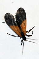 Image of Black-and-yellow Lichen Moth