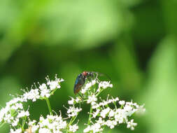 صورة Gaurotes (Carilia) virginea thalassina (Schrank 1781)