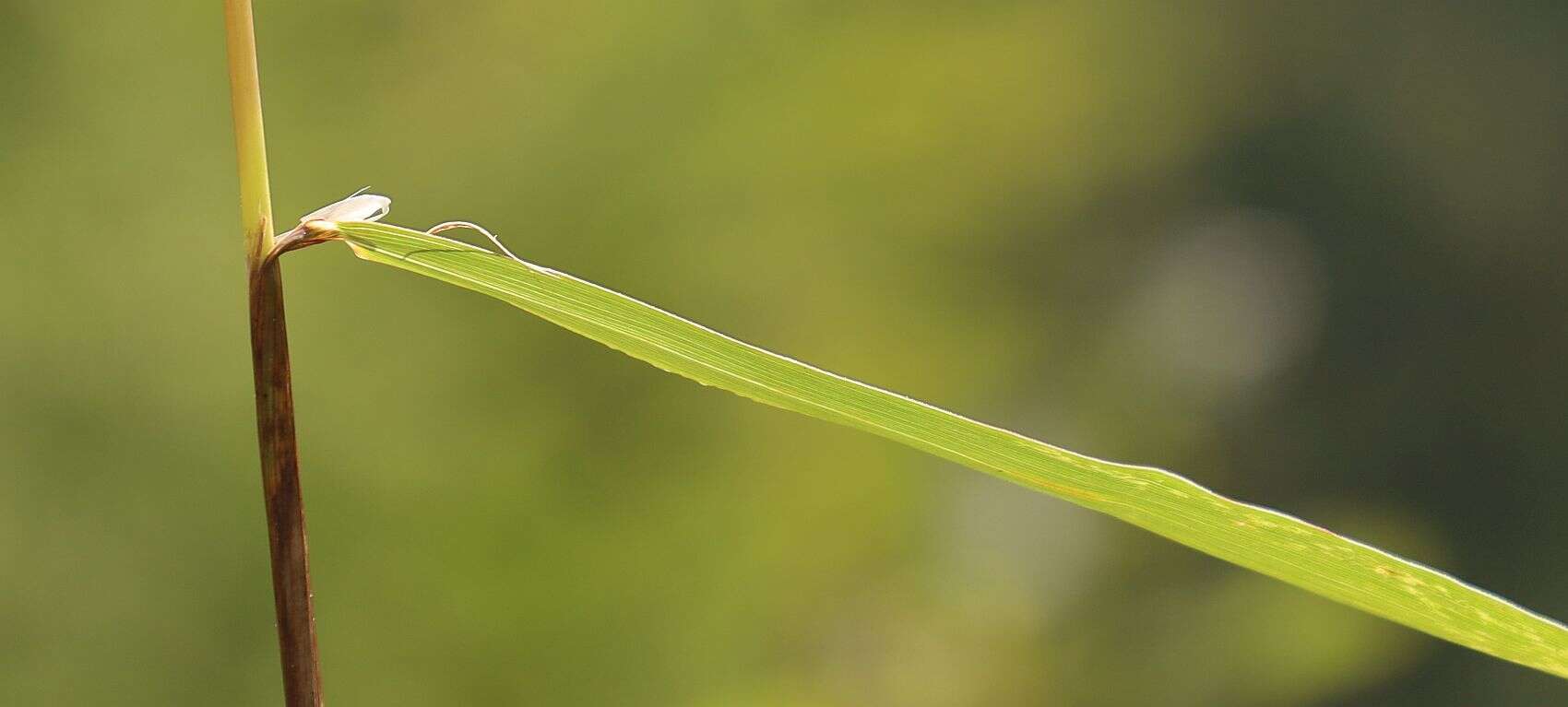 Phleum hirsutum Honck.的圖片