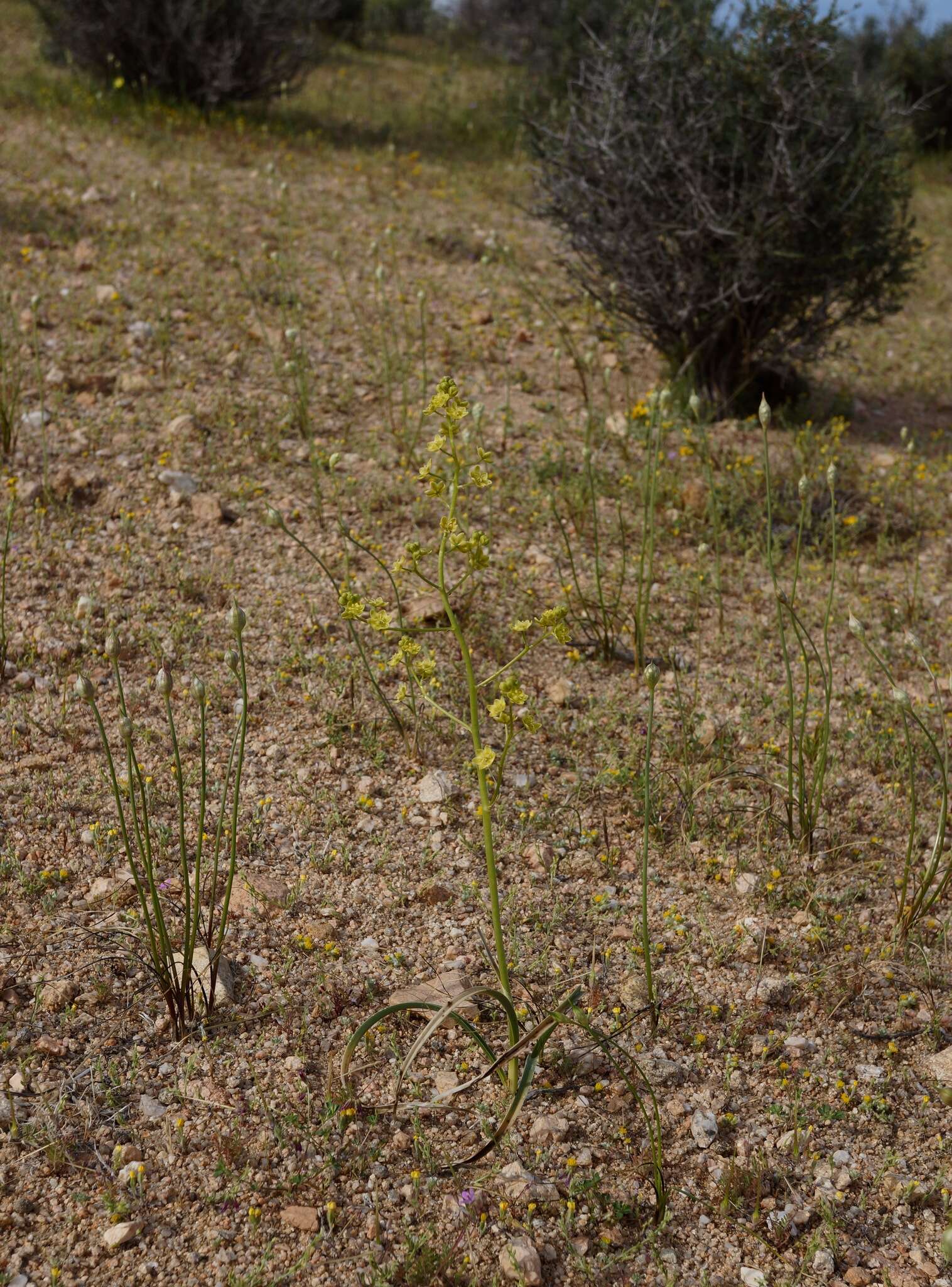 Image of desert deathcamas