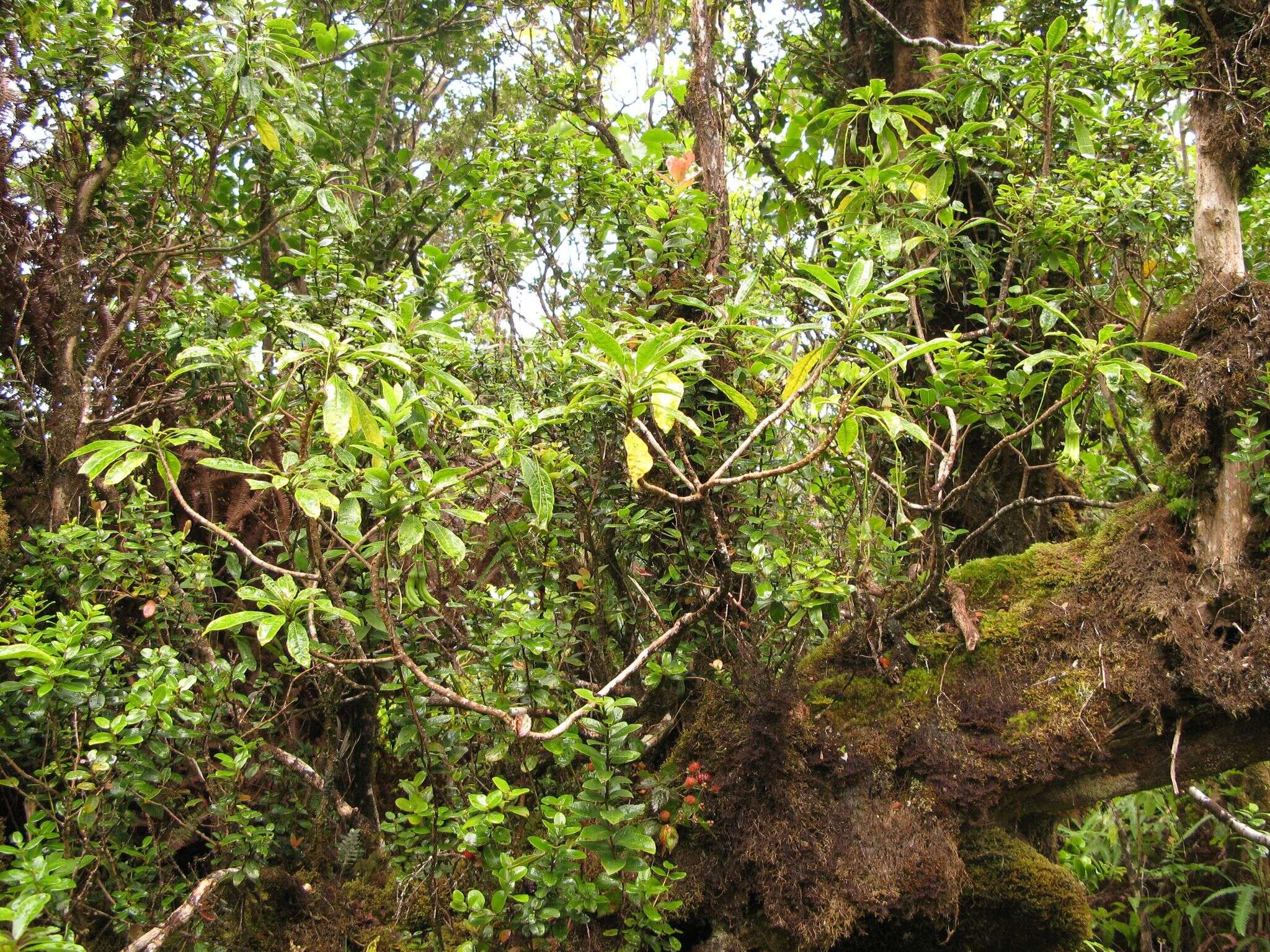 Imagem de Clermontia grandiflora subsp. grandiflora