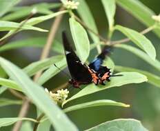 Слика од Parides gundlachianus (Felder & Felder 1864)