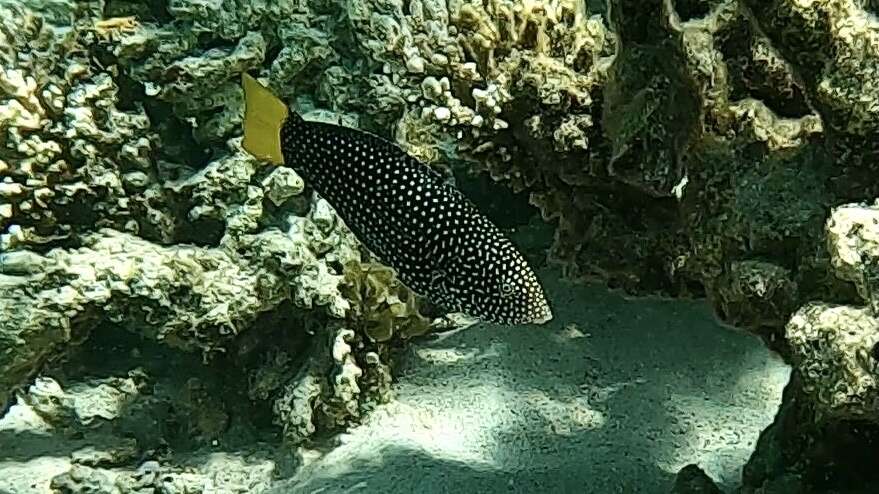 Image of Dotted Wrasse