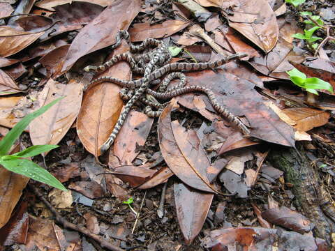 صورة Atractus major Boulenger 1894