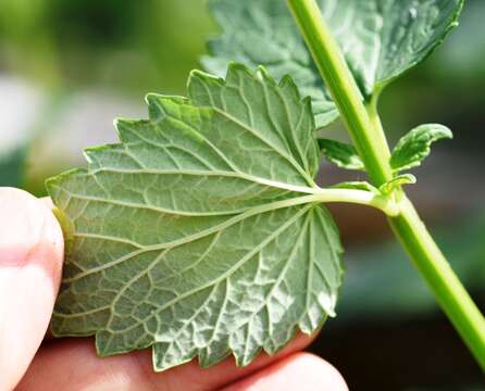 Image of western giant hyssop