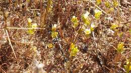 Image of Lemmon's linanthus