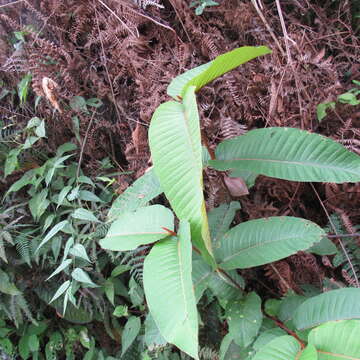 Image of Vismia macrophylla Kunth