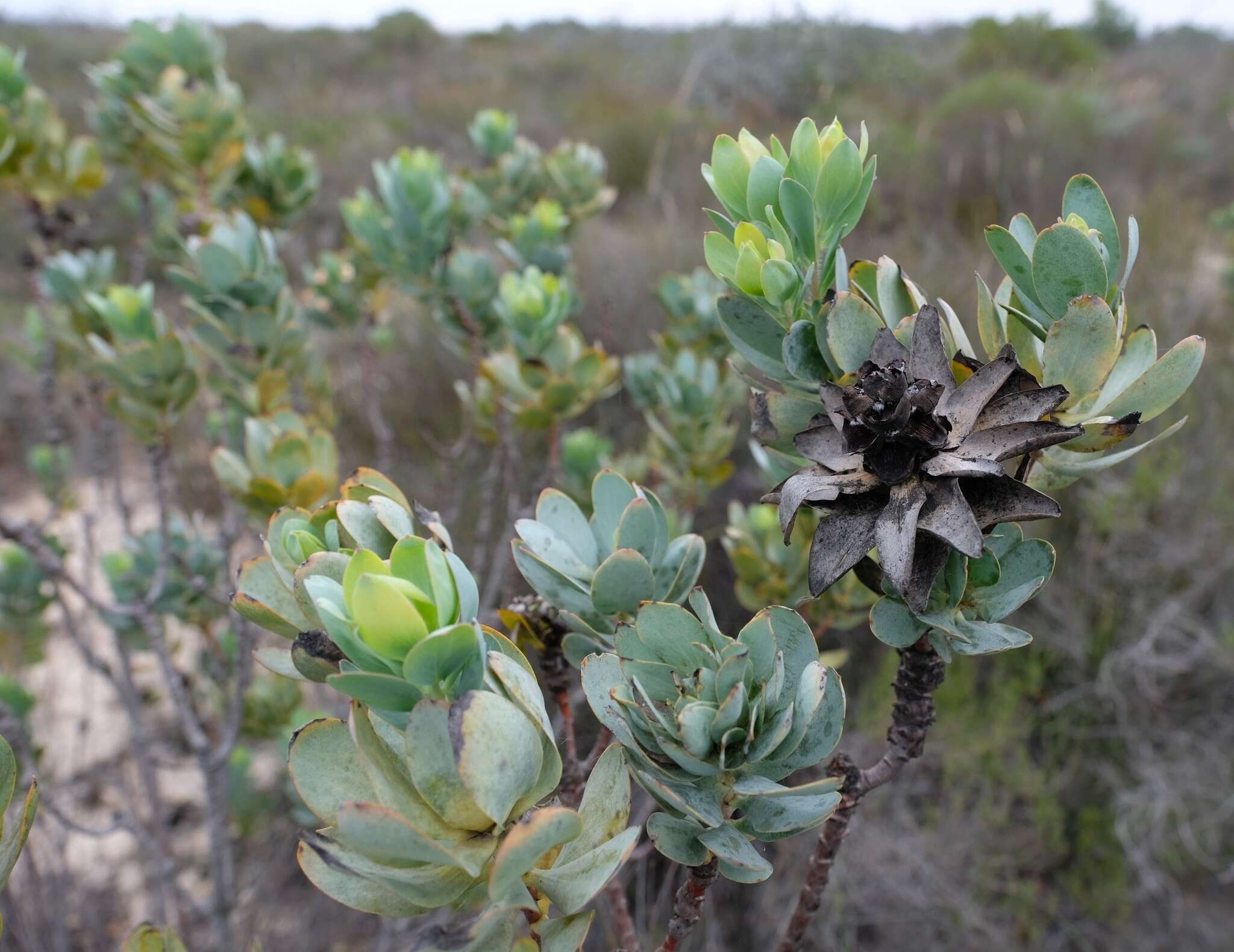 Image of Leucadendron loranthifolium (Salisb. ex Knight) I. Williams