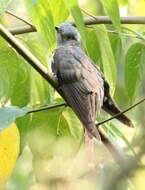 Image of Indian Cuckoo