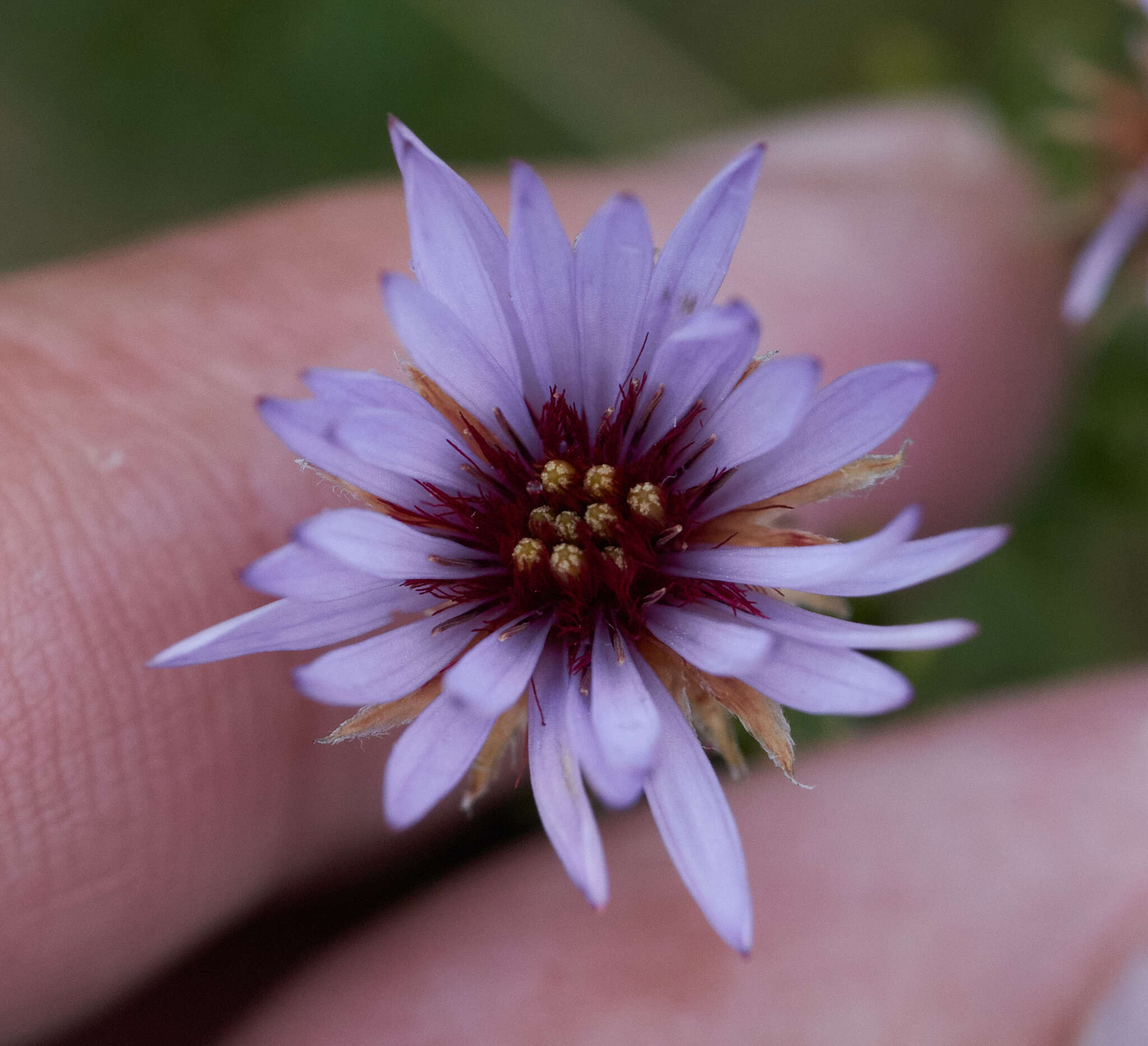 Image of Diplostephium glandulosum Hieron.