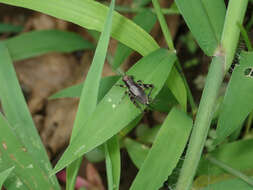 Plancia ëd Dianemobius fascipes nigrofasciatus (Matsumura 1904)