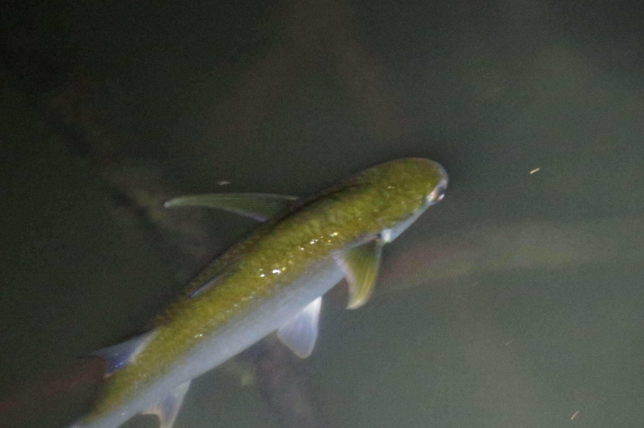 Image of Blue tail mullet