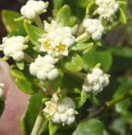 Image of Phylica buxifolia L.