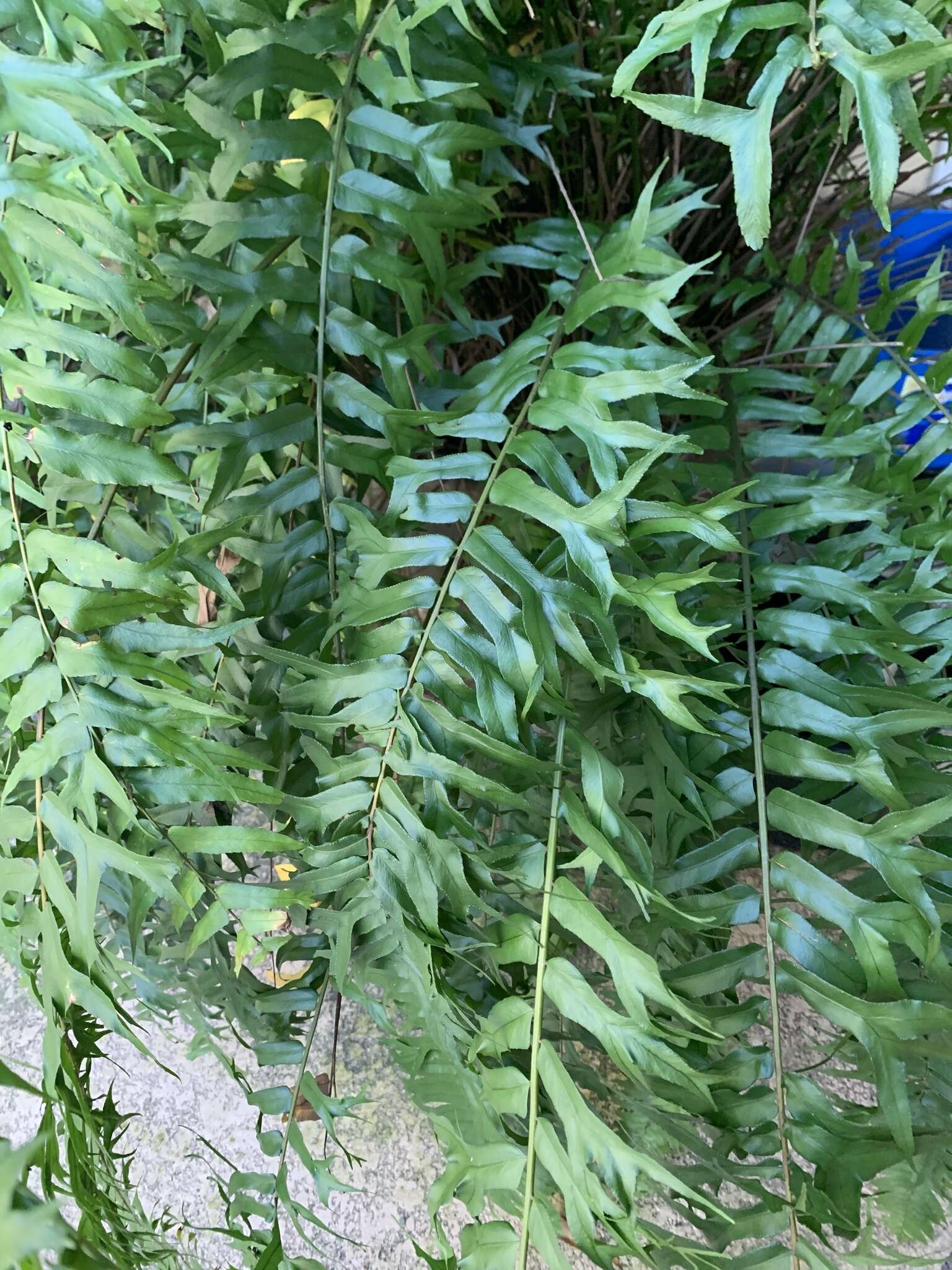 Image of Fish-Tail Sword Fern