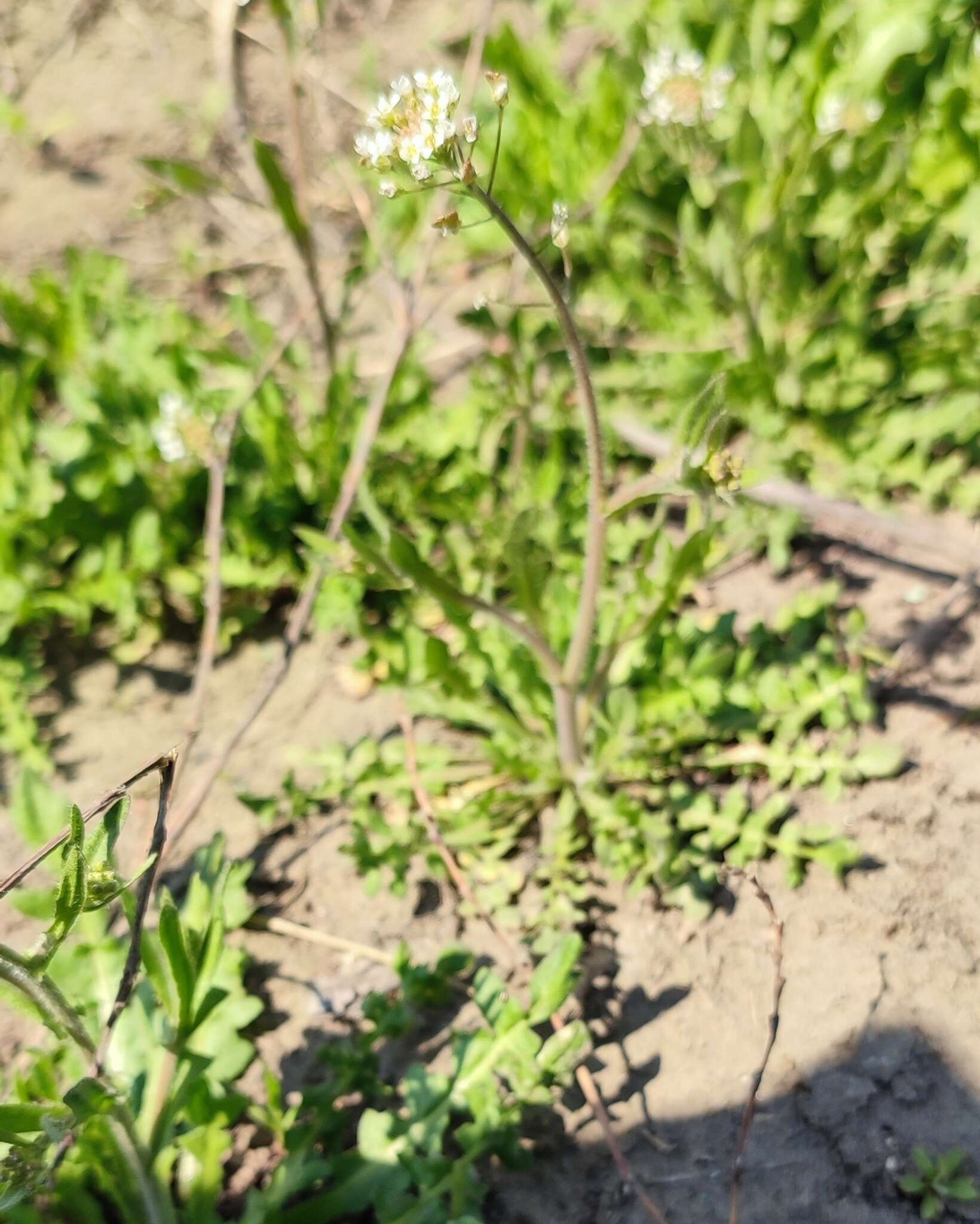 Image of Capsella orientalis Klokov