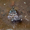 Image of Hierodoris polita