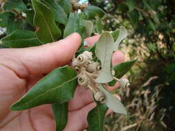 Image of Holm Oak