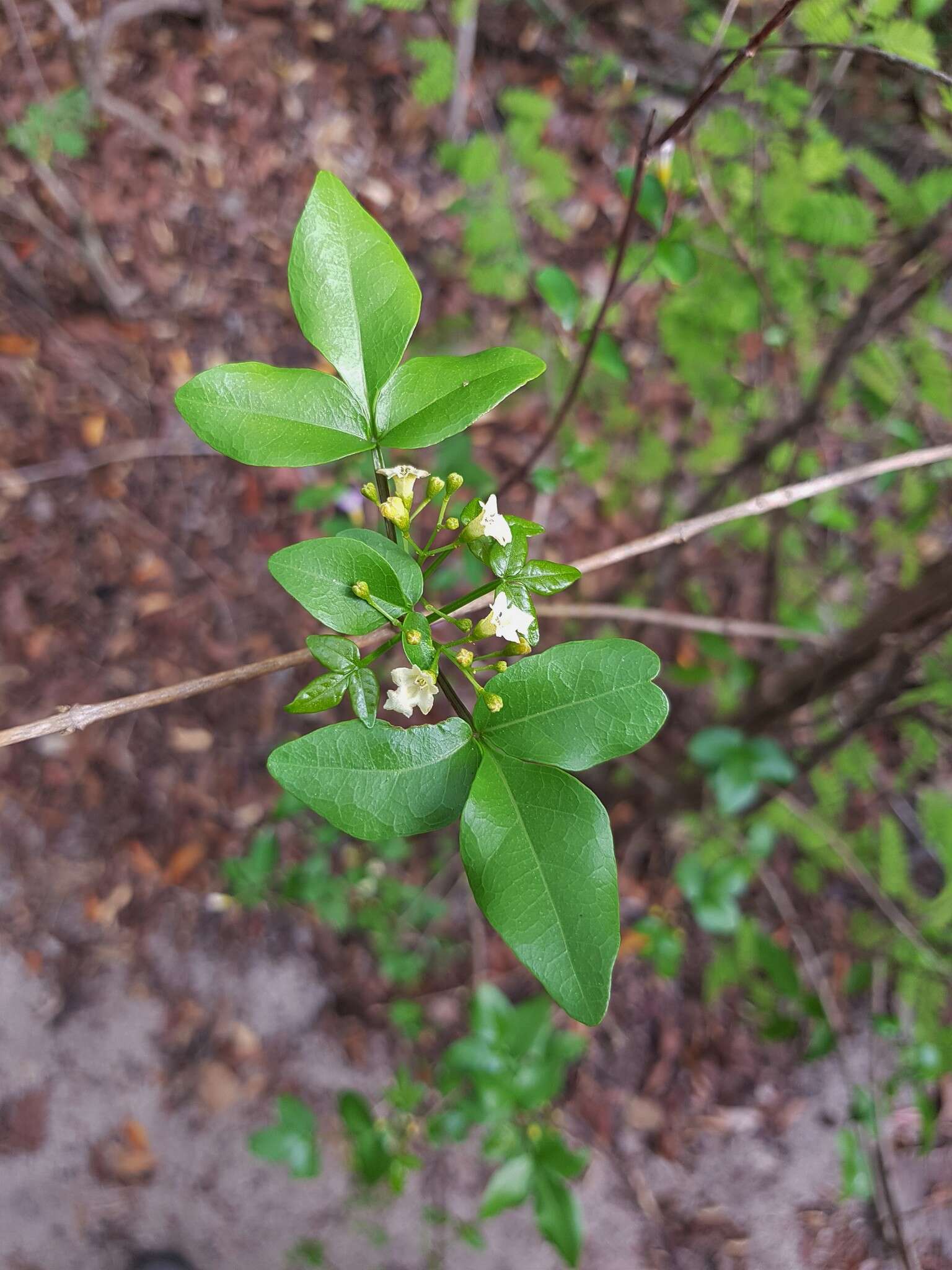 Imagem de Vitex pervillei Baker