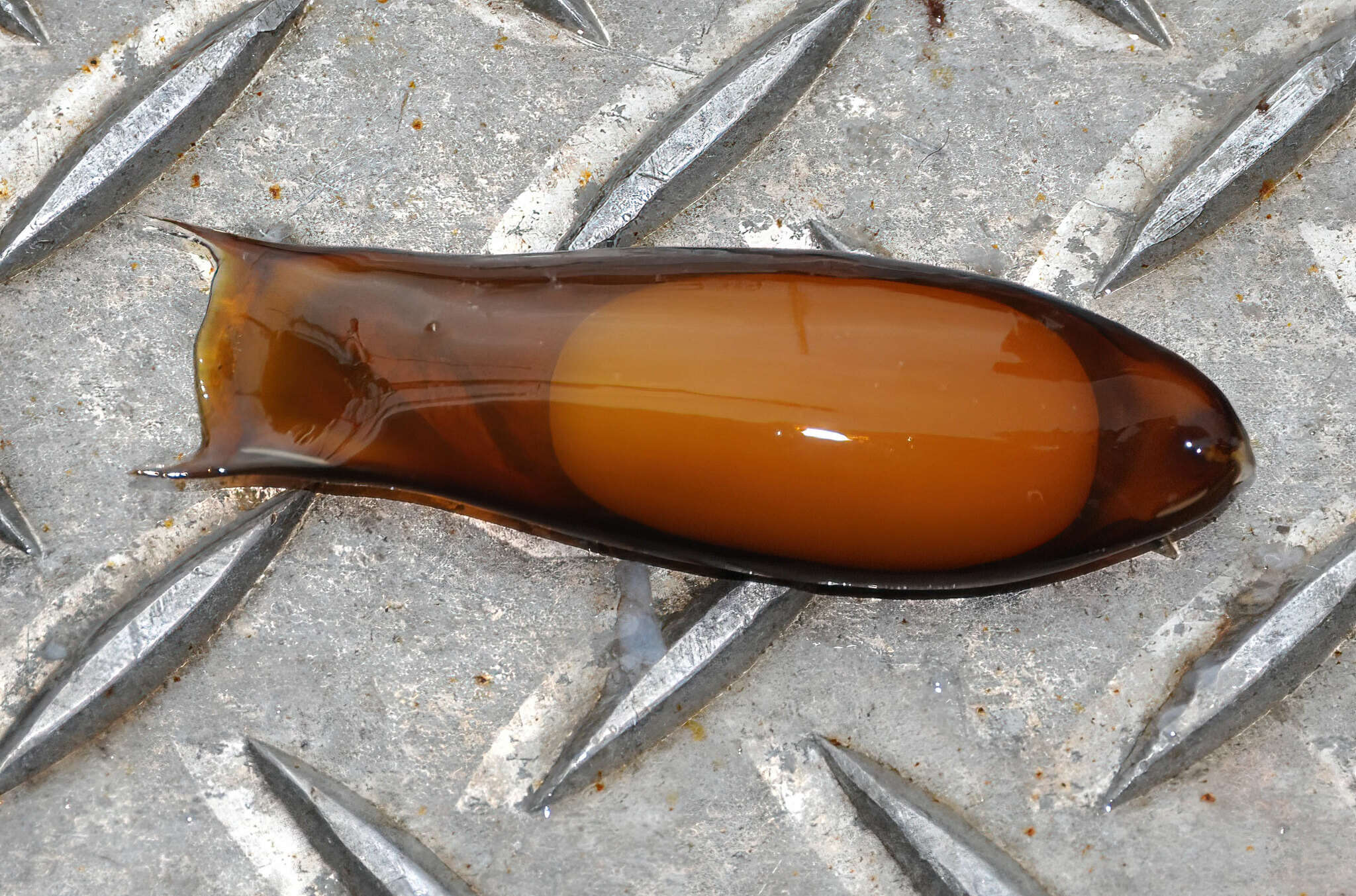 Image of Blackmouth Catshark