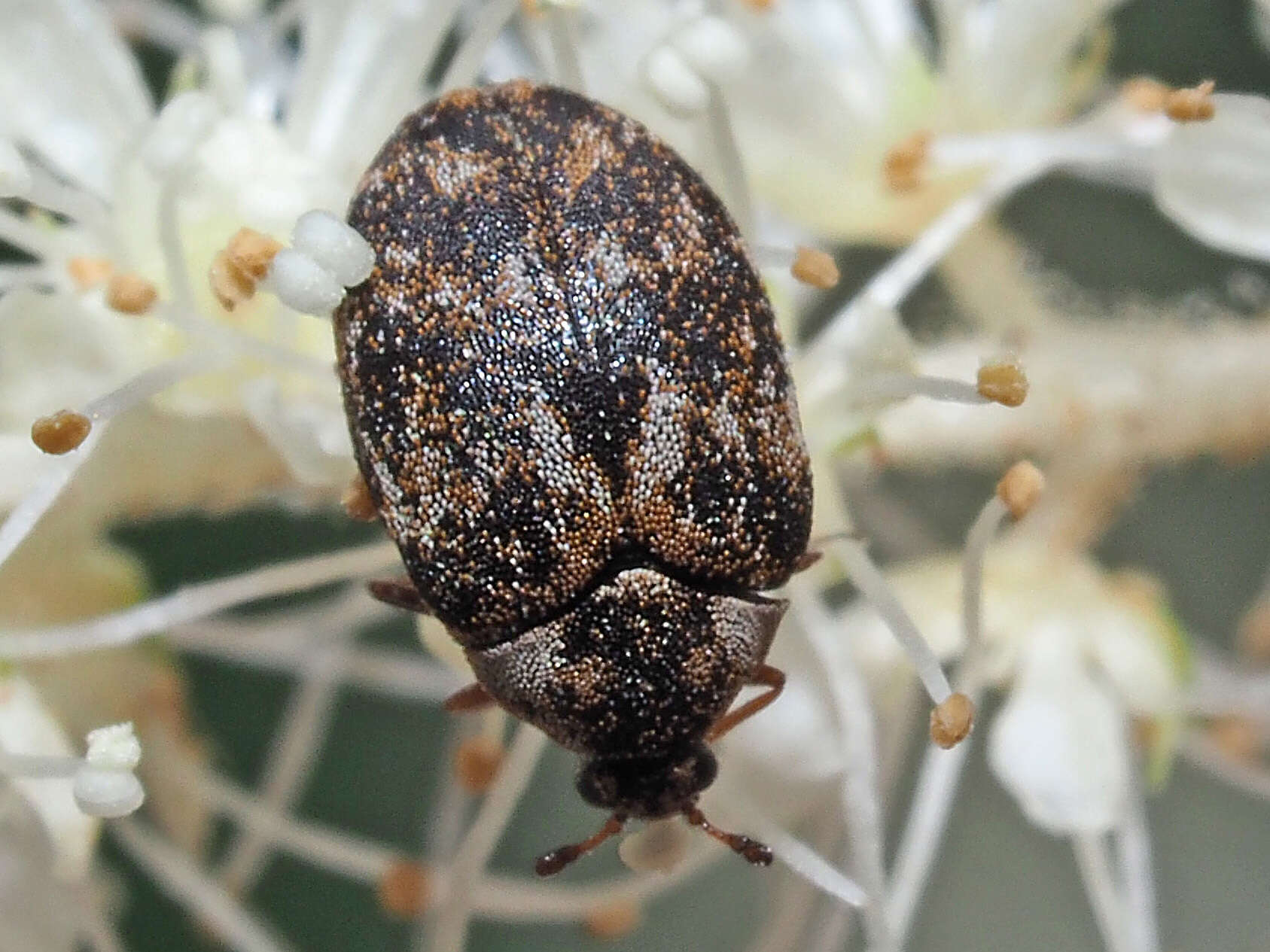 Image of Anthrenus museorum (Linnaeus 1761)