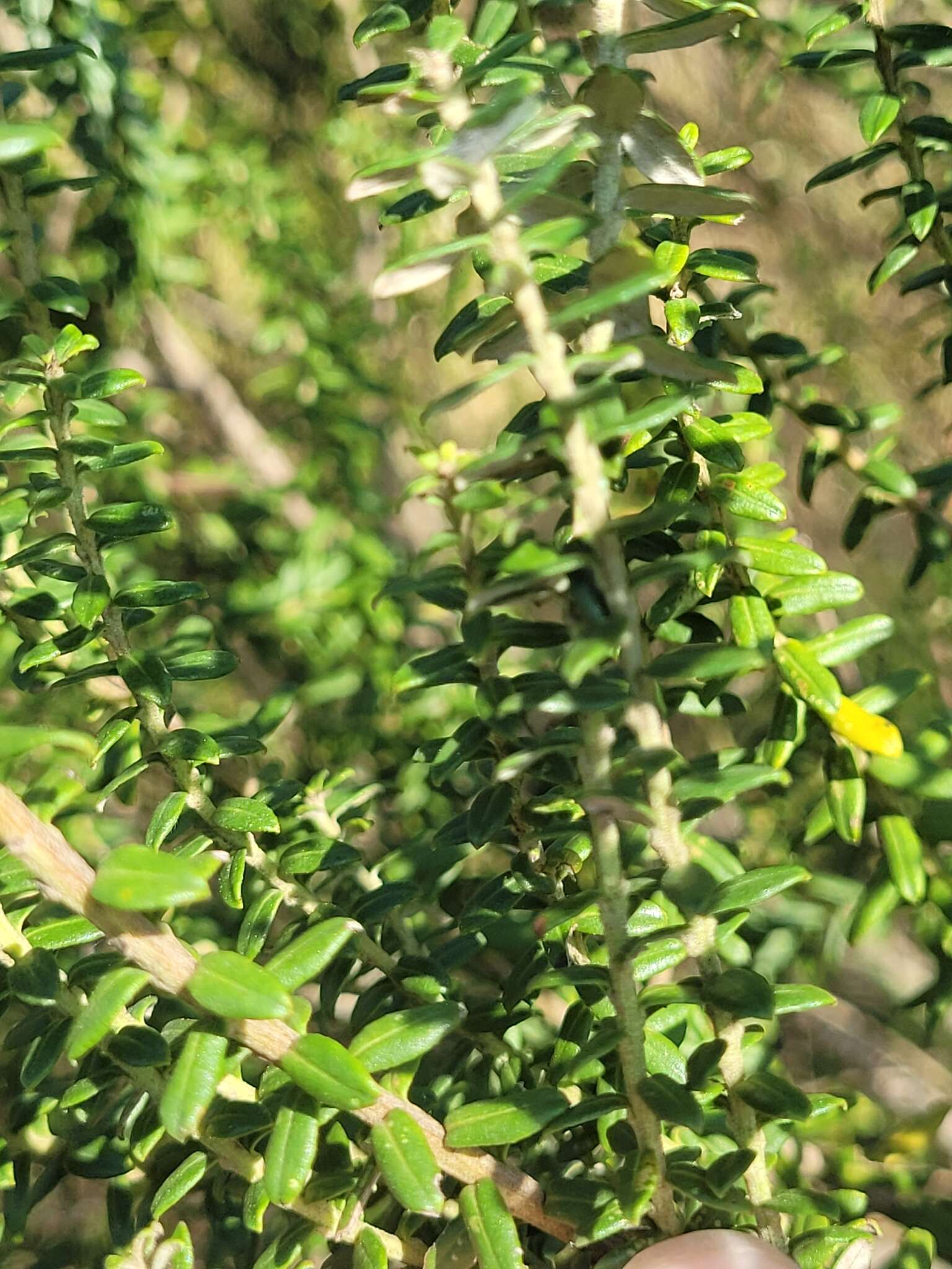 Image of Baccharis uncinella DC.