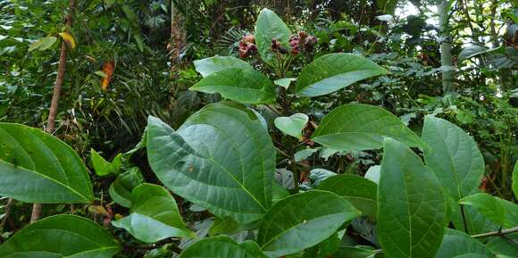 Image of Clerodendrum longiflorum var. glabrum Munir