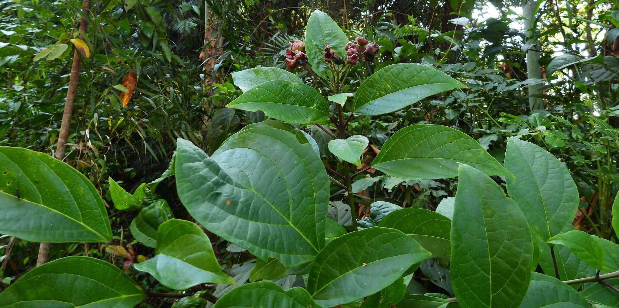 Image of Clerodendrum longiflorum var. glabrum Munir