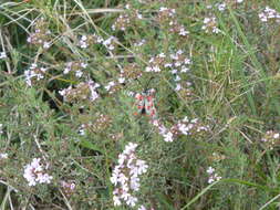 Image of Zygaena rhadamanthus Esper 1793