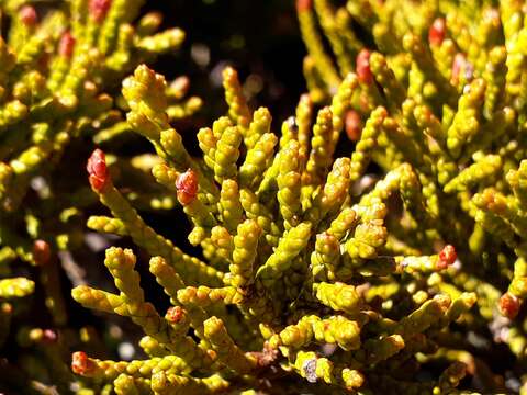 Image of Bog Pine