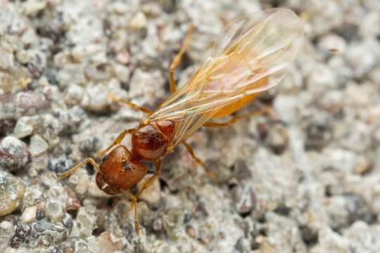 Pheidole cerebrosior Wheeler 1915 resmi