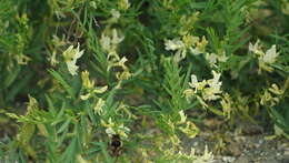 Image of looseflower milkvetch