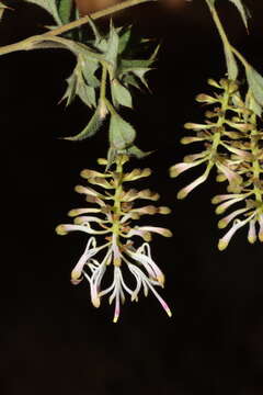 Image of Grevillea tenuiflora (Lindl.) Meissner