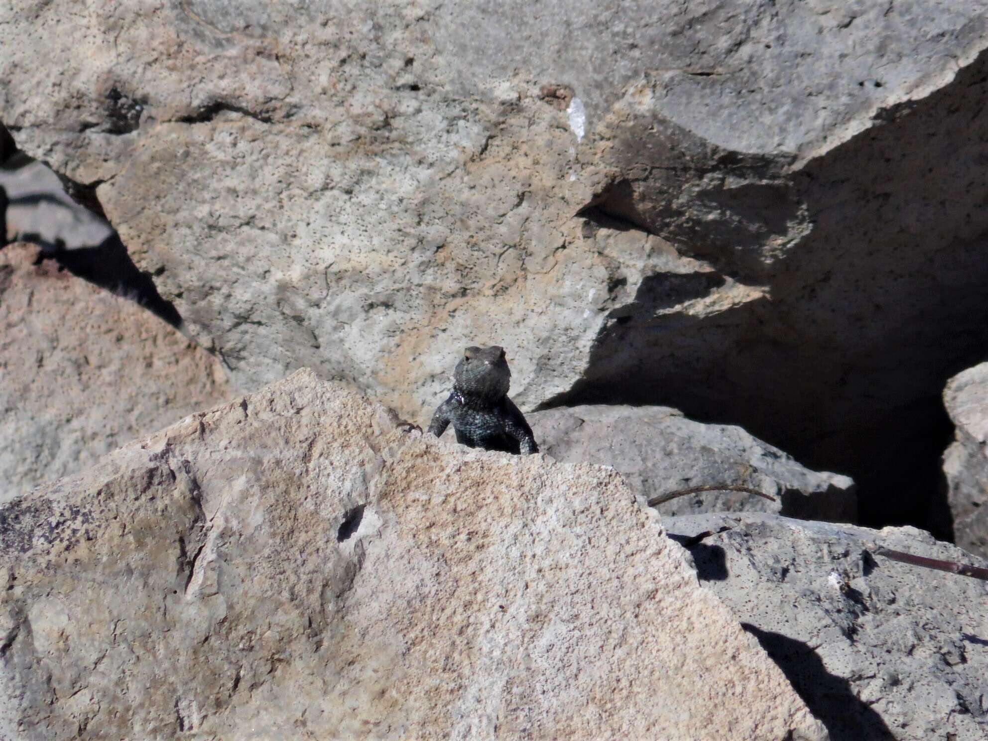 Image of Hunsaker's Spiny Lizard