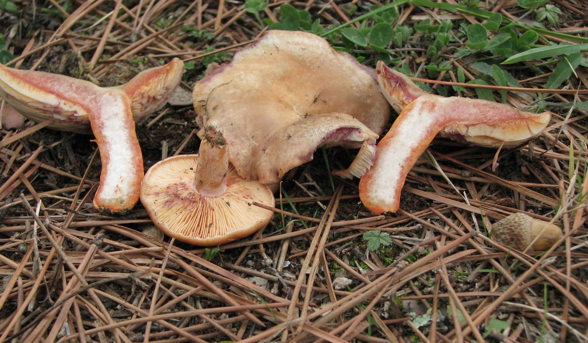 Imagem de Lactarius semisanguifluus R. Heim & Leclair 1950