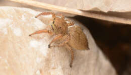 صورة Habronattus borealis (Banks 1895)