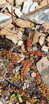 Image of Epilobium pernitens Cockayne & Allan