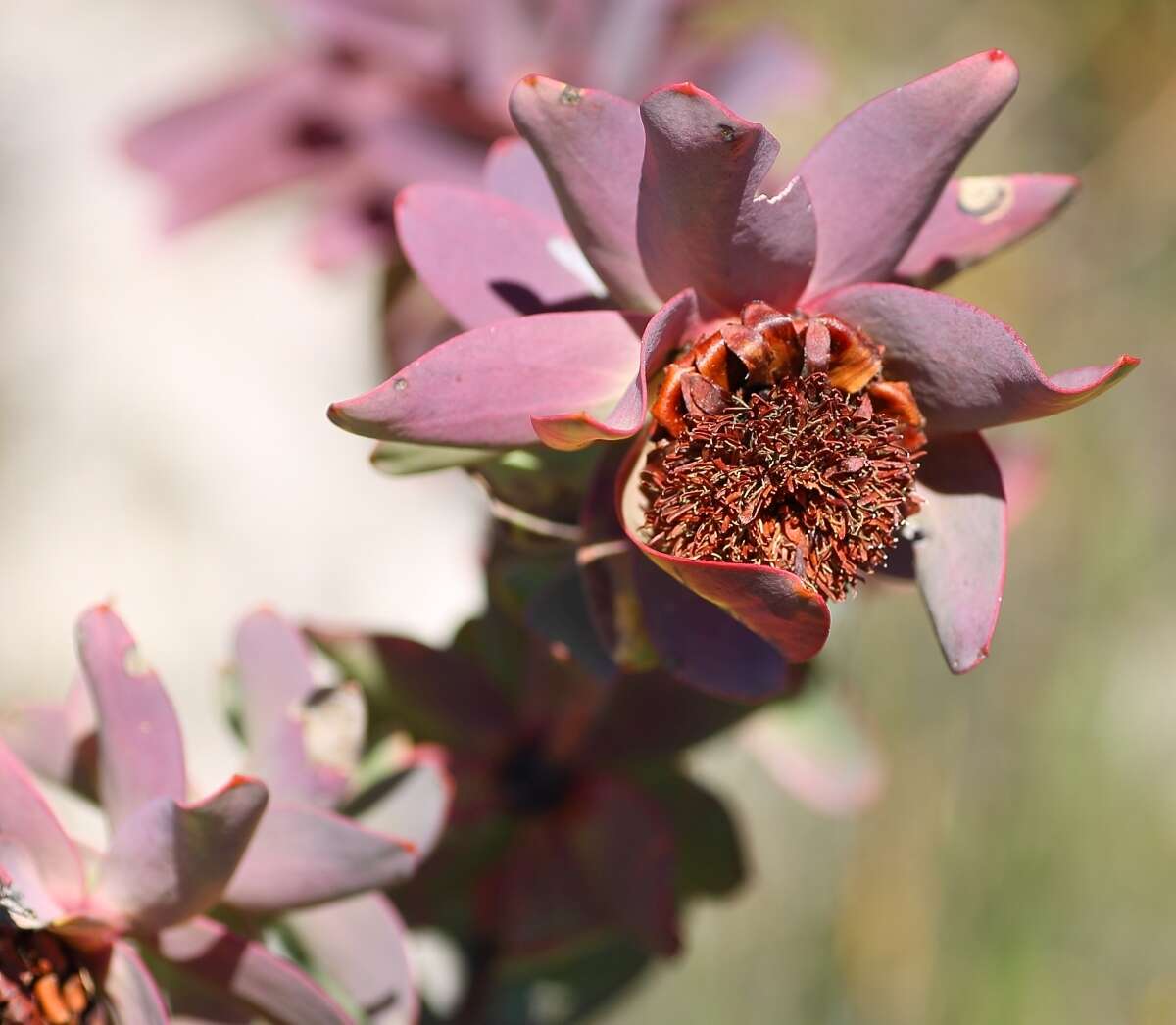 Plancia ëd Leucadendron cordatum E. Phillips