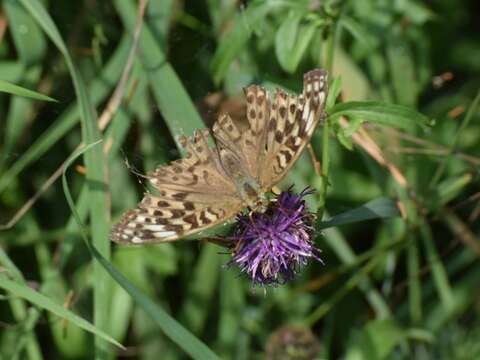 Image of Argynnis paphia valesina Esper 1800