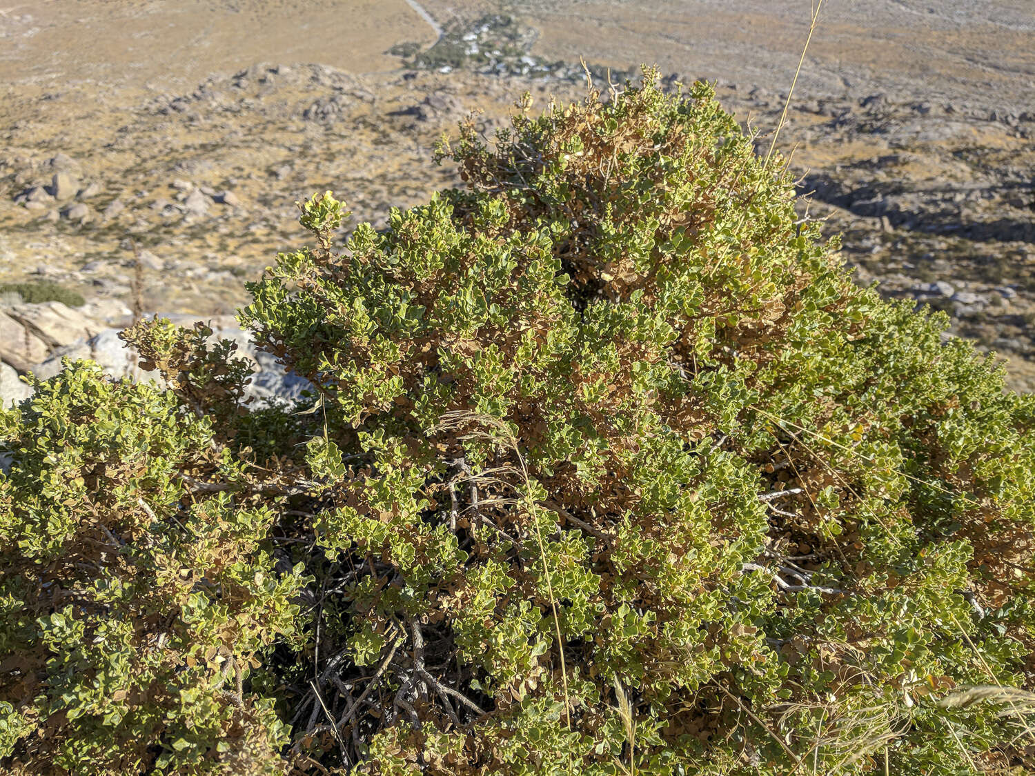 Image of cliff goldenbush