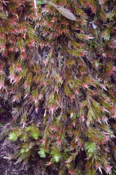 Image of orthothecium moss