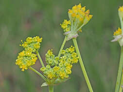 Image of Afrosciadium caffrum (Meisn.) Winter