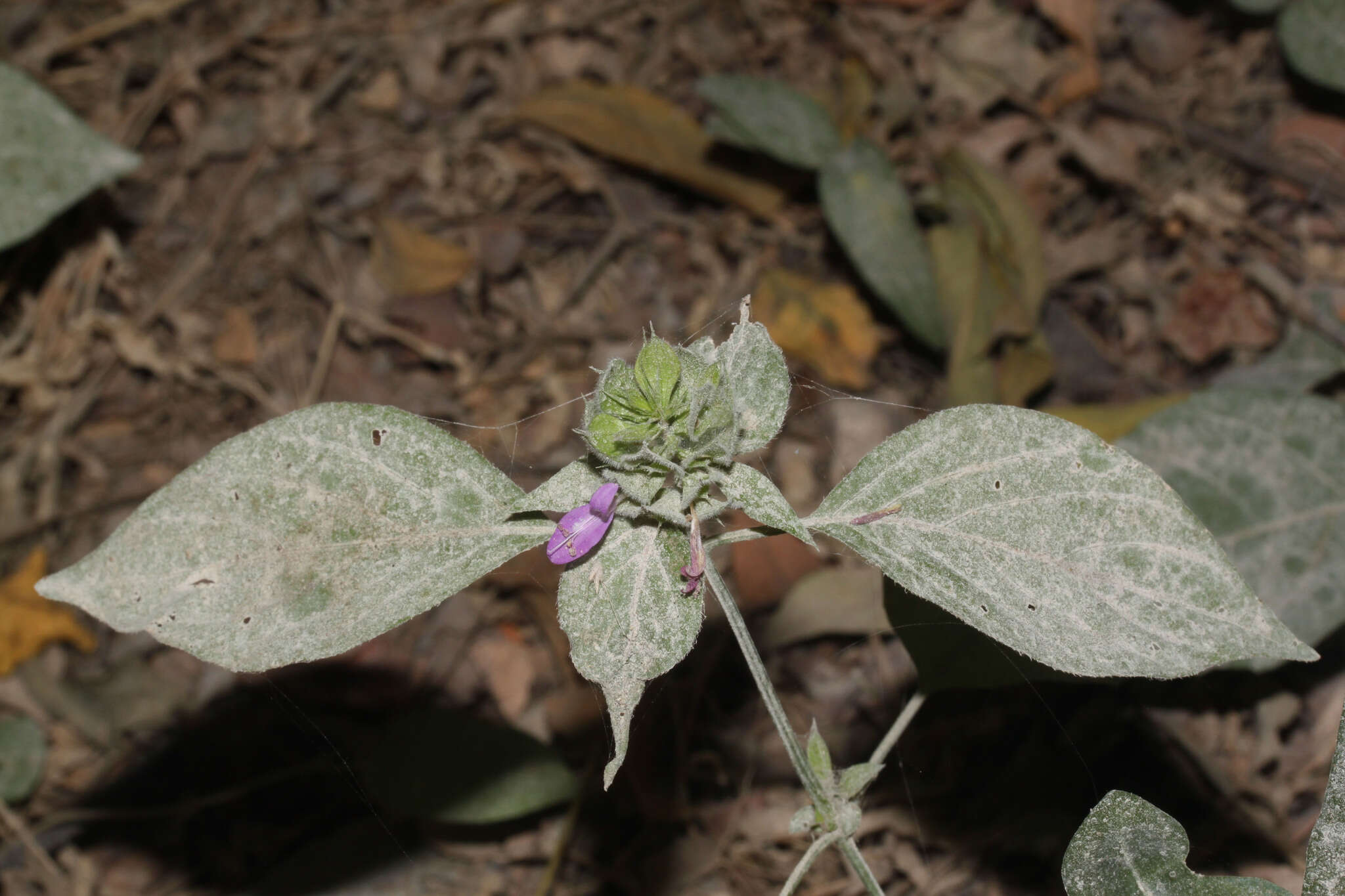 Imagem de Dicliptera peruviana (Lam.) Jussieu