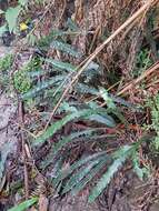 Austroblechnum patersonii (R. Br.) Gasper & V. A. O. Dittrich的圖片