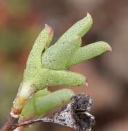 Image of Ruschia putterillii (L. Bol.) L. Bol.